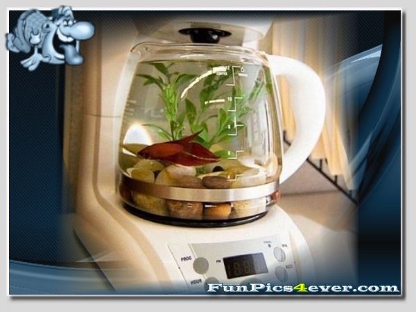 Kaffee Aquarium