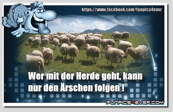 Der Herde folgen