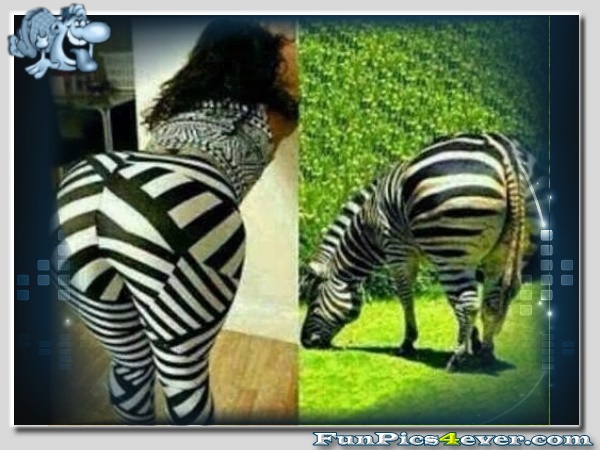 Dickes Zebra