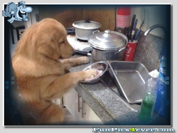 Hund beim Abwasch